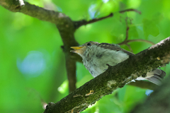 Muscicapa striata striata