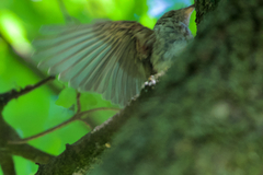 Muscicapa striata striata