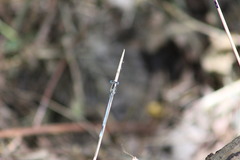 Platycnemis pennipes