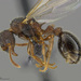 Myrmica fracticornis - Photo (c) President and Fellows of Harvard College,  זכויות יוצרים חלקיות (CC BY-NC-SA)
