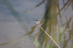 Libellula depressa