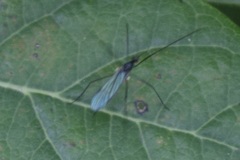 Gnophomyia tristissima