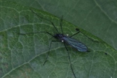 Gnophomyia tristissima