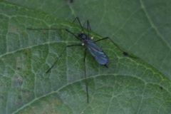 Gnophomyia tristissima