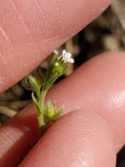 Lappula redowskii redowskii