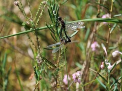 Leucorrhinia dubia