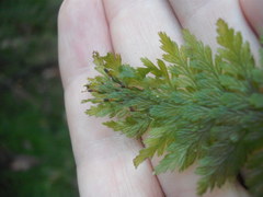 Abrodictyum elongatum