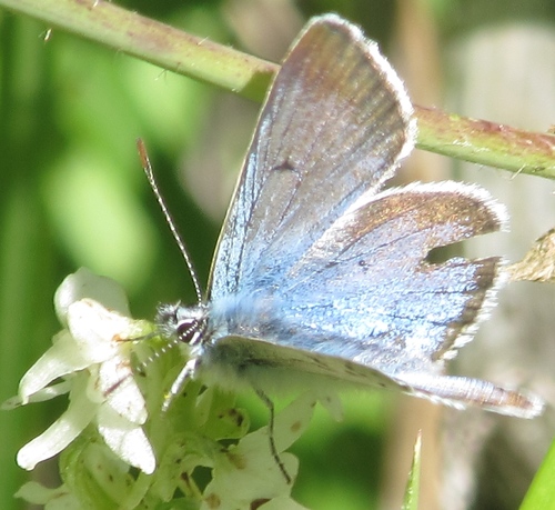 iNaturalist observation photo of Greenish Blue