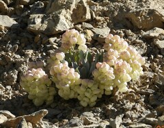 Physaria didymocarpa