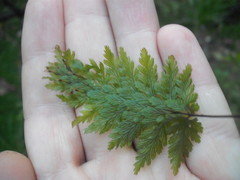 Abrodictyum elongatum