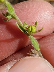 Lappula redowskii redowskii