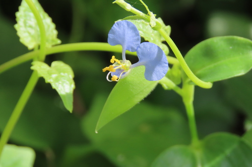 Commelina petersii (Commelina petersii)