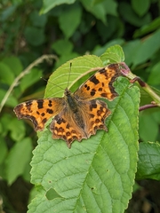 Polygonia c-album