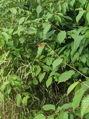 Polygonia c-album