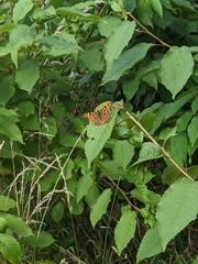 Polygonia c-album