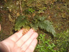 Abrodictyum elongatum