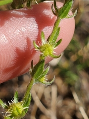 Lappula redowskii redowskii