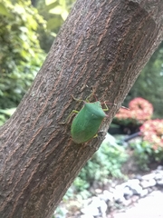 Chlorocoris loxoides