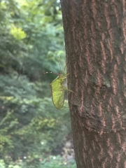 Chlorocoris loxoides