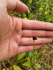 Juncus valvatus