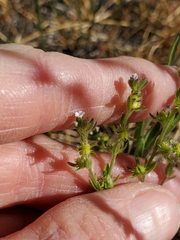 Lappula redowskii redowskii