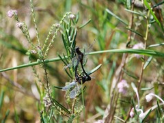Leucorrhinia dubia