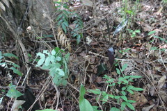 Plocoglottis