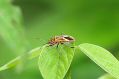 Graptostethus servus