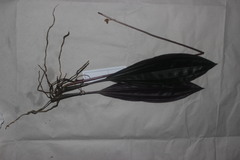 Plocoglottis