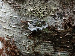 Erioderma sorediatum