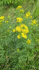 Jacobaea vulgaris