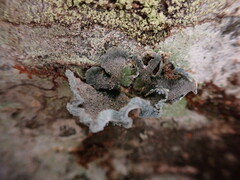 Erioderma sorediatum