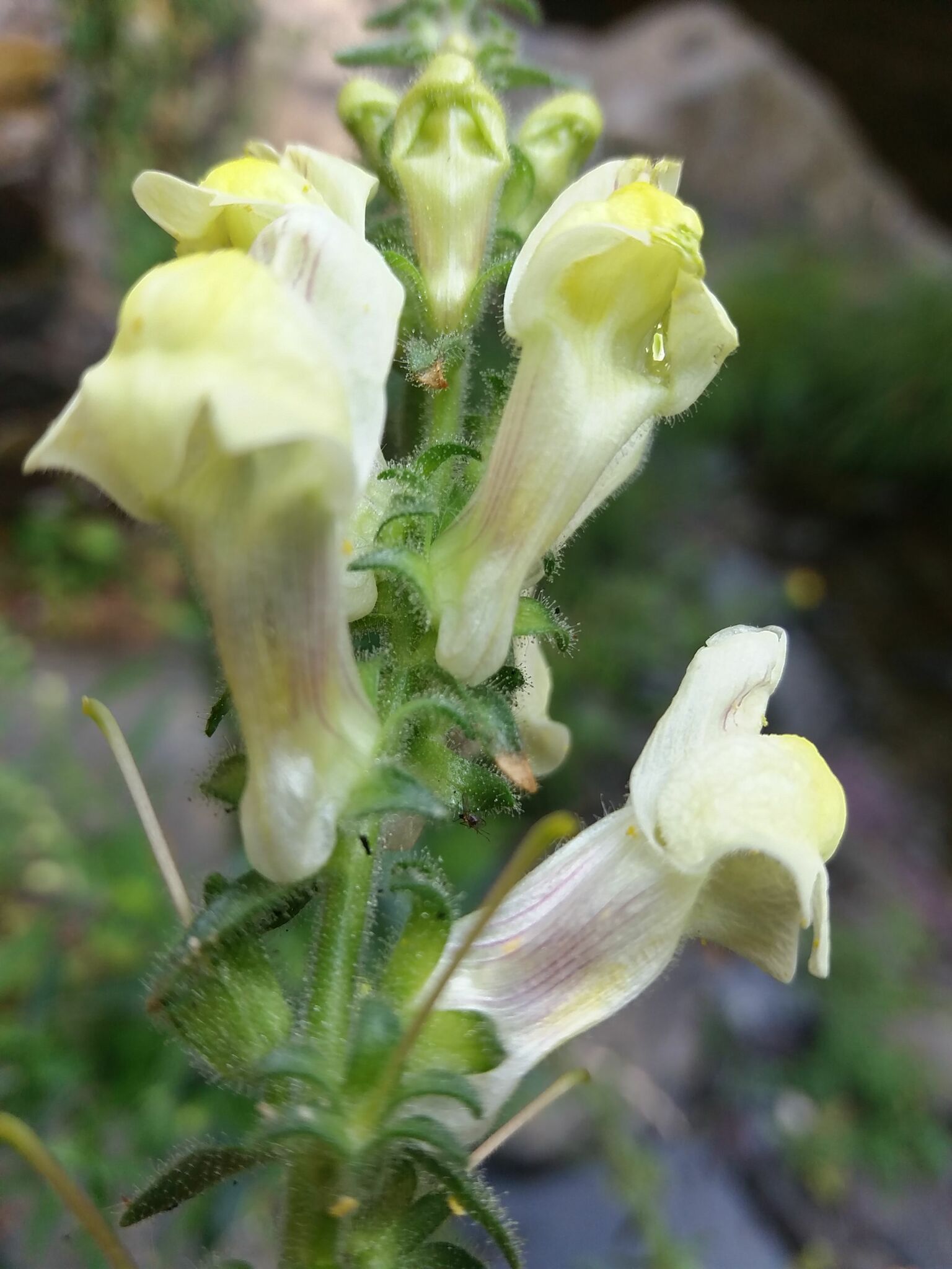 Antirrhinum meonanthum Hoffmanns. & Link