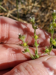 Lappula redowskii redowskii