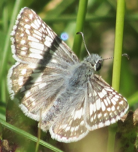 iNaturalist observation photo of Common Checkered-Skipper