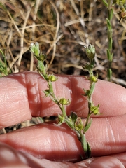 Lappula redowskii redowskii