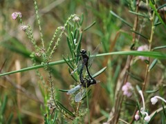 Leucorrhinia dubia