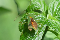 Homoeocerus graminis