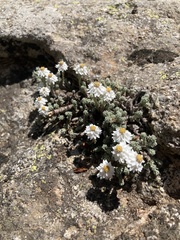 Castroviejoa frigida