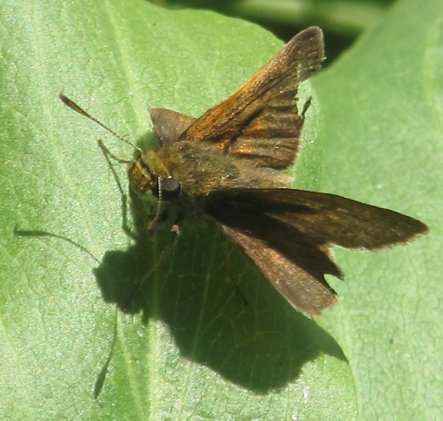 iNaturalist observation photo of Dun Skipper