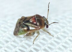 Coridromius chenopoderis