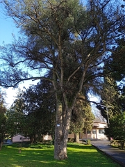 Quercus suber