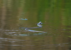 Natrix natrix