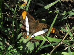 Adelpha thessalia