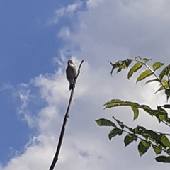 Curruca curruca