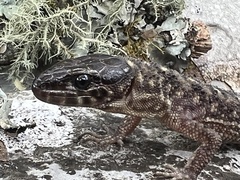 Lepidophyma