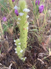 Castilleja campestris