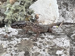 Lepidophyma