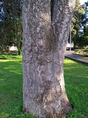 Quercus suber
