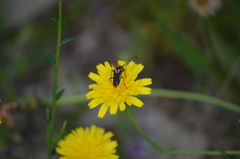 Cribroleptura